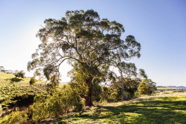 Bacchus Marsh Grammar - Staughton Vale Campus