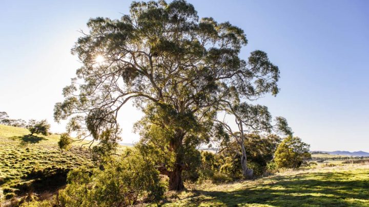 Bacchus Marsh Grammar - Staughton Vale Campus